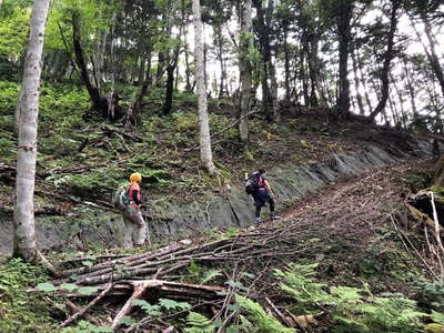 モミジ沢からの急登 白い幹はシオジ