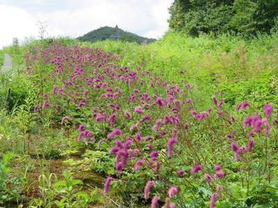 アルプス平の草原