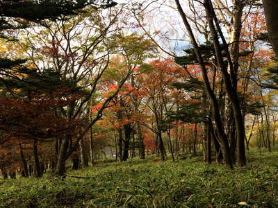 四合目付近の紅葉 