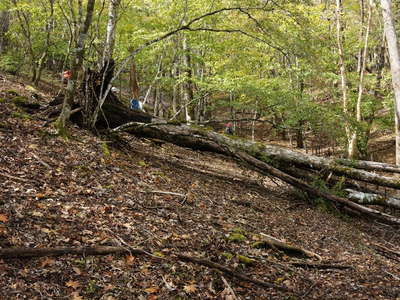 倒木が登山道を遮る 