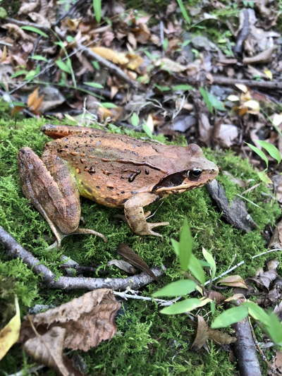 赤ガエル？が出てきました 