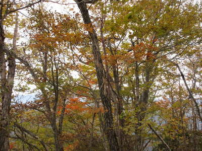 米沢山の紅葉 