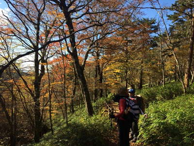 紅葉の樹林帯を登る 