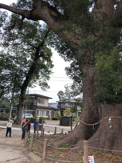 天地神社の大クス1 