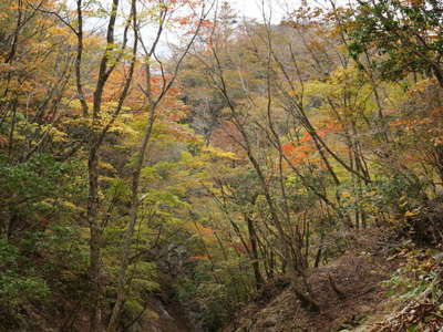 モチコシノ頭の紅葉