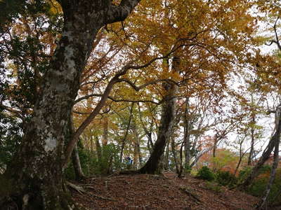 女郎小屋ノ頭 