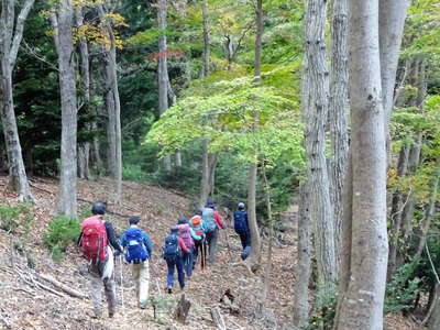 なだらかな登山道となり