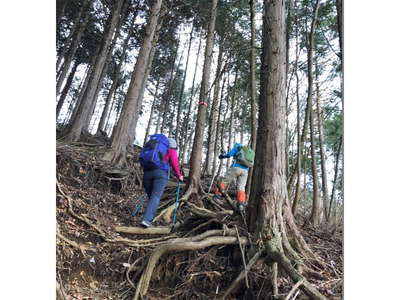 矢駄尾根の急登 