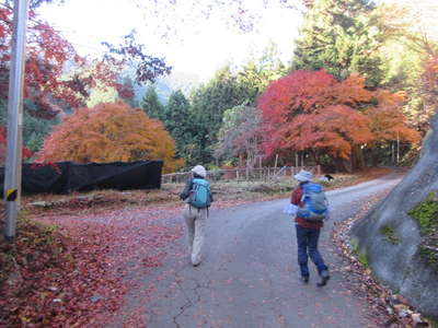 林道の紅葉 