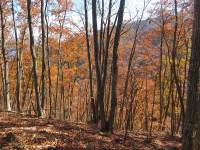 北尾根の紅葉 