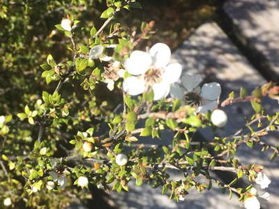 マヌカの花 