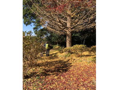 源氏山付近のイチョウの落葉 