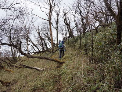 鹿柵沿いに尾根に向う 