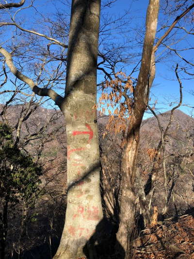 オガラ沢の頭。ここは右の尾根道を行くべし 