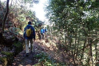 照葉樹とシダが目立つ登山道