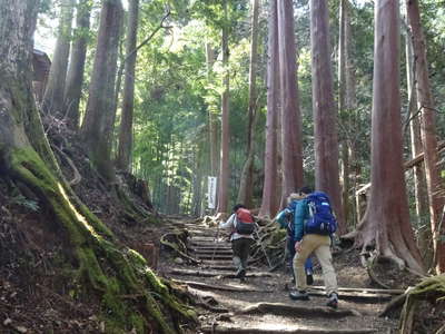 登山道には檜の大木 