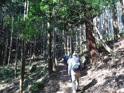 樹林帯の登り 