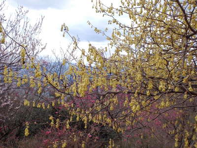 最明寺公園への道は花盛り 