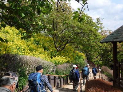 河津桜はすでに葉桜 