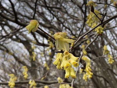 トサミズキの花 