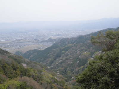 山桜と三島方向 