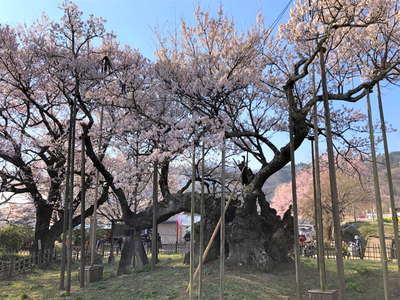 山高神代桜 