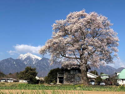 甲斐駒と名もなき桜 