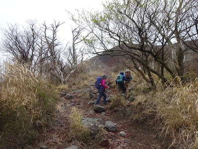 樹林帯の登り 