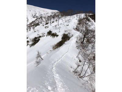 前山から能郷白山への稜線 