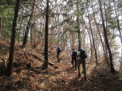 檜の樹林帯を抜け広葉樹に入る 