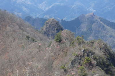 烏帽子岳の岩峰に咲くアカヤシオ 