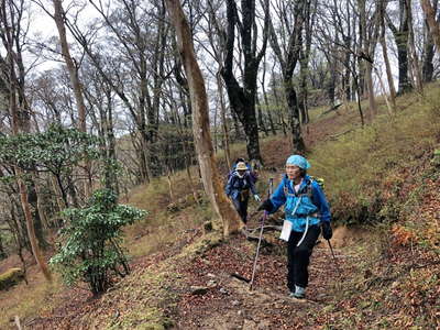 フカフカの落葉の登山道を進む 