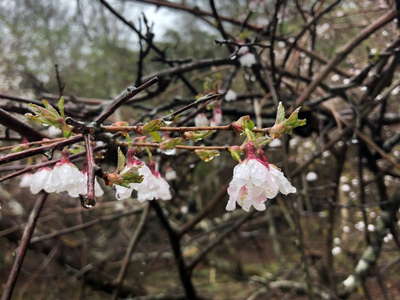 池の畔のマメザクラ 