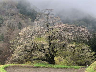 駒繋ぎの桜、やや遅かった 