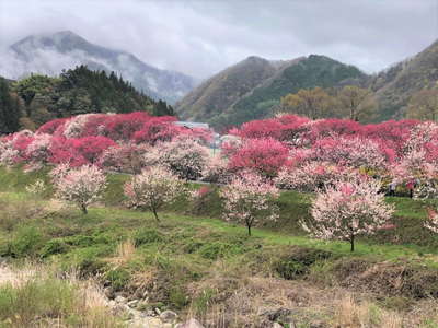 まさに桃源郷　”花桃の里” 