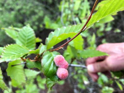 ブナに寄生するブナハアカゲタマフシの虫こぶ