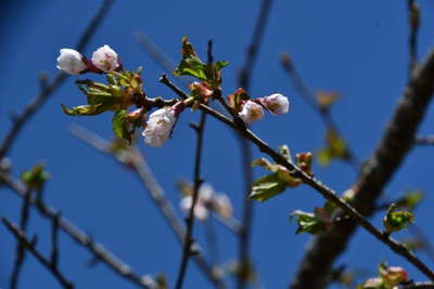 毛無山頂上に桜が咲きだすころ