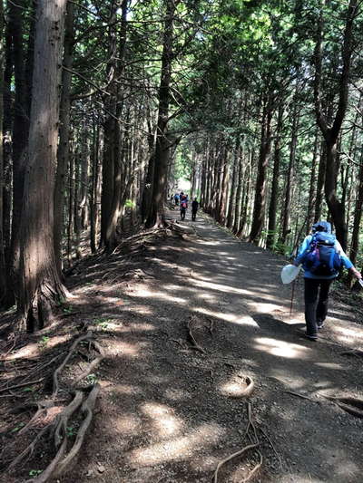 整備された登山道 