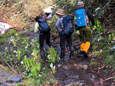 登山道にミズバショウが侵入 