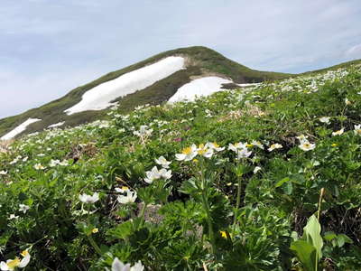 姥石平のお花畑と焼石岳 