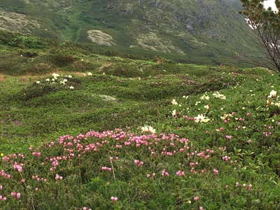 旭岳の花畑