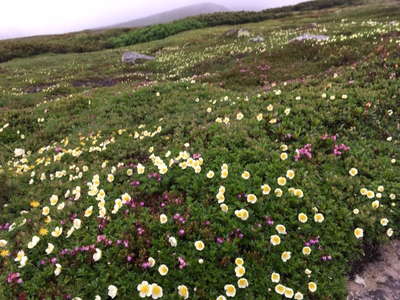 黒岳石室近くの花畑