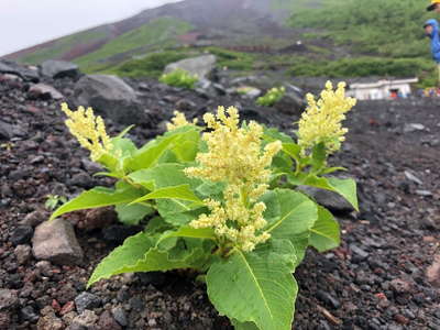 高山帯に咲くオンタデ 
