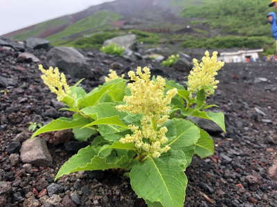 高山帯に咲くオンタデ 