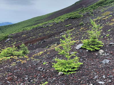 高山帯の矮小化したカラマツ 