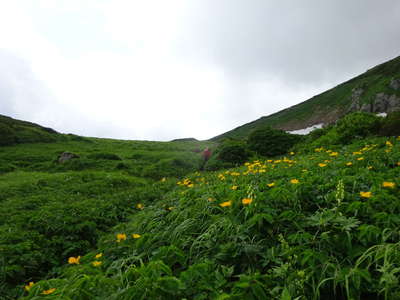 お花畑を行く 