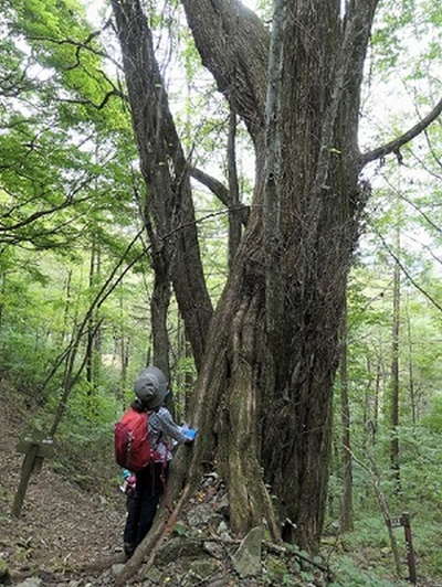 カツラの巨樹