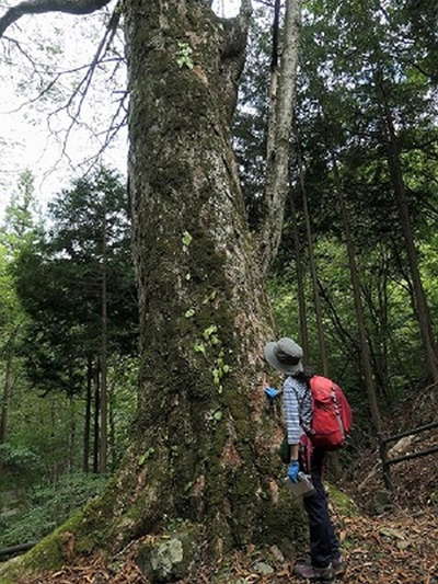 トチの巨樹