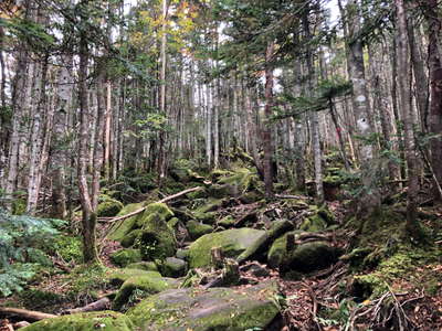 雨山峠への苔むす登山道