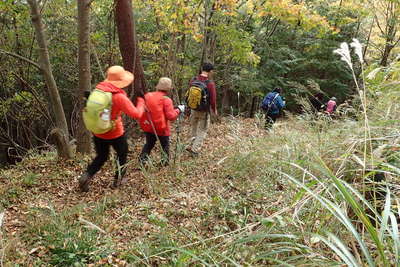 ジグザグ下りの紅葉の樹林帯